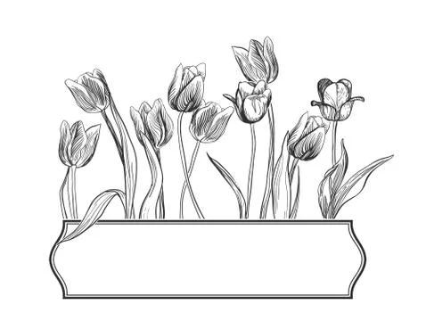 Flower vector card frame engraved tulips elegant Stock Illustration