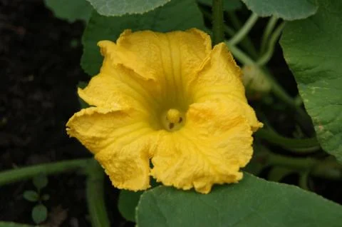 Flower of the vegetable melon Stock Photos