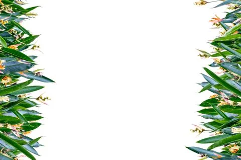 Flower vertical frame Stock Illustration