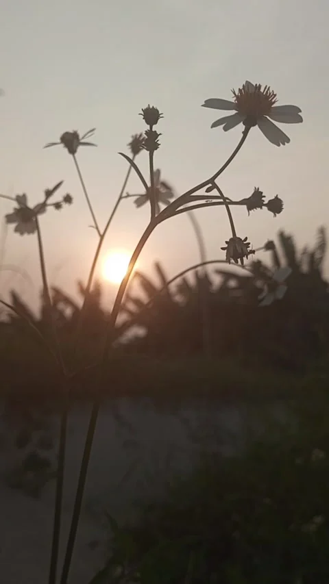 Flower video at dusk Stock Footage 214014066