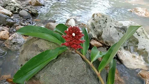 Flower video Stock Footage 236815963