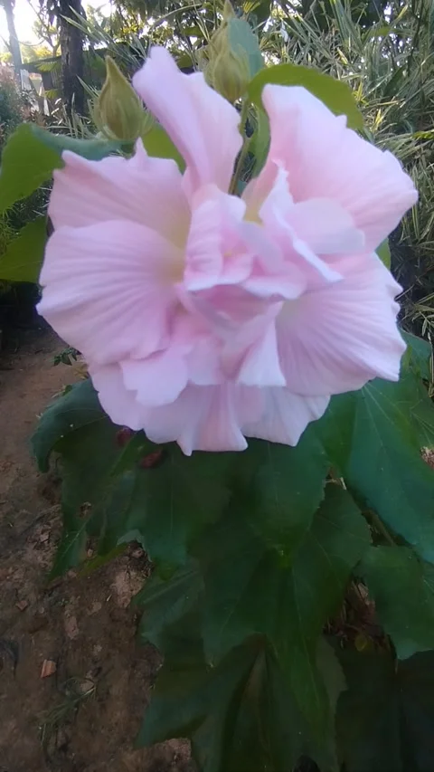 Flower Videos Stock Footage 321324532