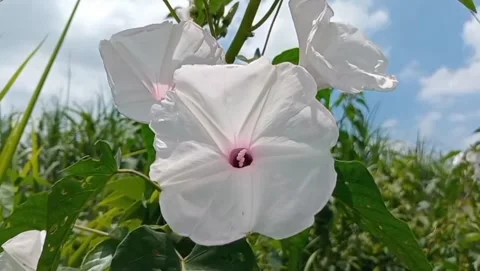 Flower view with clear blue sky. 库存影片 331563262