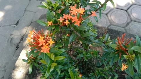 Flower view Stock Footage 235269015