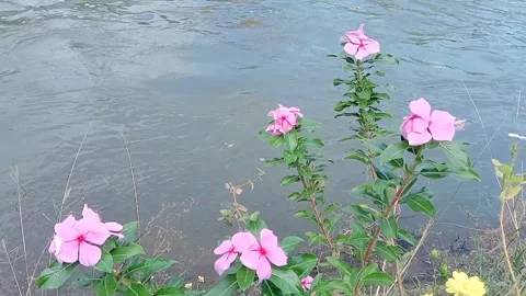 Flower view with small river flowing Video stock 312852964