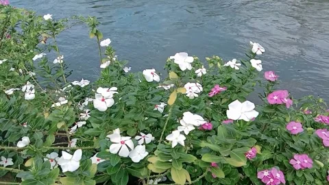 Flower view with small river flowing Stock Footage 312853760