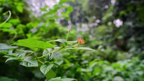 Flower on Vine in Forest Stock Footage 320958654