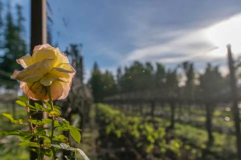 Flower With Vineyard In The Background Stock Photos