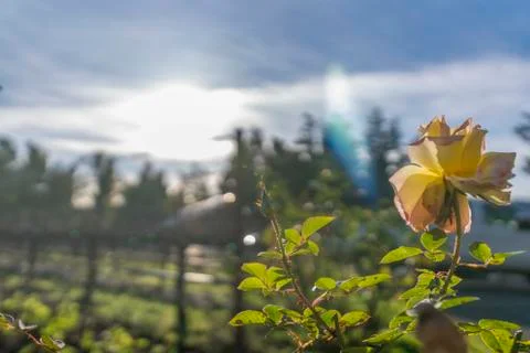 Flower In A Vineyard Foto stock