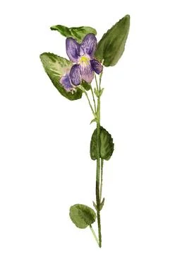 Flower of viola Stock Illustration