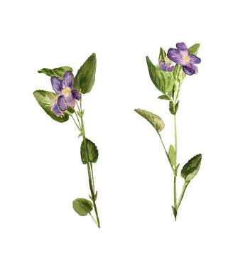 Flower of viola Stock Illustration