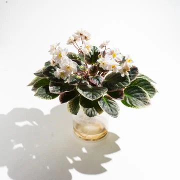 Flower Viola in pot on white background. Stock Photos