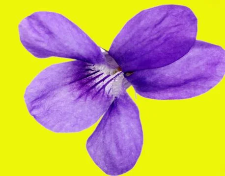 Flower violeet Stock Photos