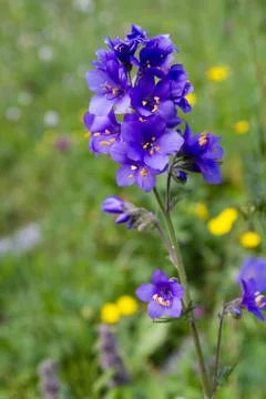 Flower of violet colour Stock Photos