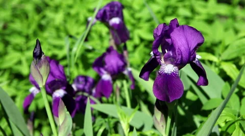 Flower of violet iris Stock Footage 52698102