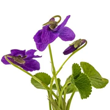 Flower of the violet, isolated on white background Stock Photos