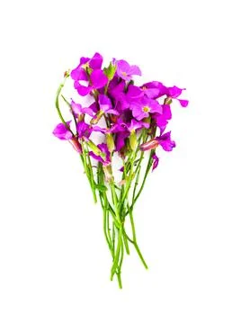 Flower Violet on Light Background Stock Photos
