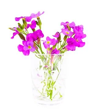 Flower Violet on Light Background Stock Photos