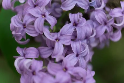Flower violet lilac Stock Photos