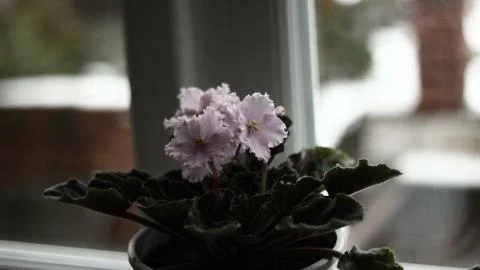Flower Violet 스톡 사진