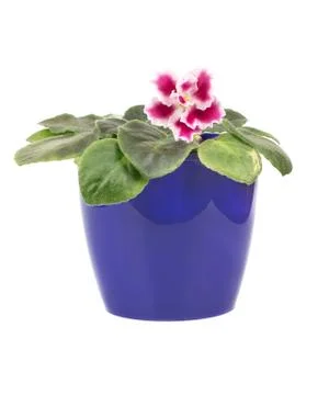 Flower violet pot Stock Photos