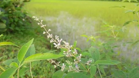 Flower of  Vitex negundo . Stock Footage 140163093