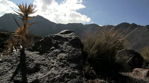 Flower in Volcan Stock Footage 9139512