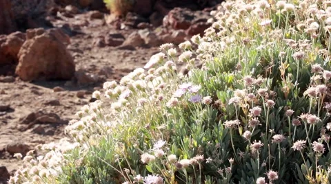 Flower on volcano land Stock Footage 40972089