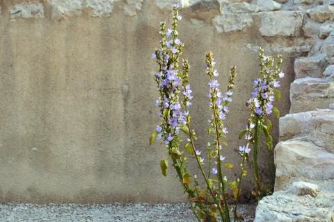 Flower on wall background. Stock Photos