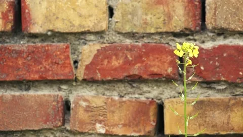 Flower on the wall Stock Footage 160866632
