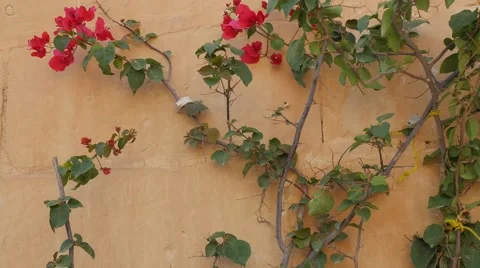Flower on the wall Mdina Stock Footage 42797727