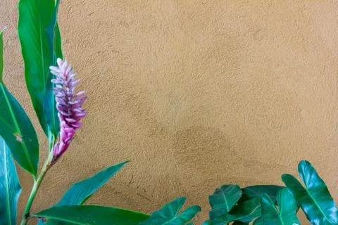 Flower on wall Stock-Fotos