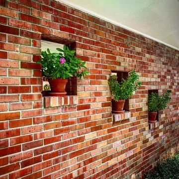Flower on a wall Stock Photos
