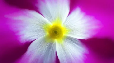 Flower for Wallpapers Stock Photos