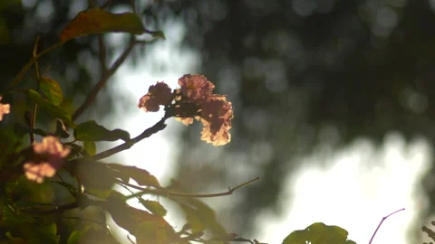 Flower Warm Light Sunset 4K Stock Footage 280056579