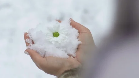 Flower At The Warmth Hands Video stock 74699656