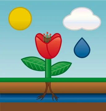 Flower water absorbing Stock Photos