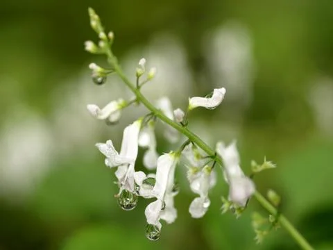 Flower with water drop Stock Photos