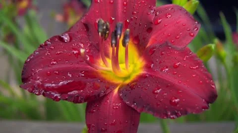 Flower with Water Droplets Stock Footage 12633642