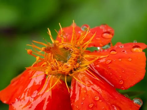 Flower in Water Droplets Stock Photos