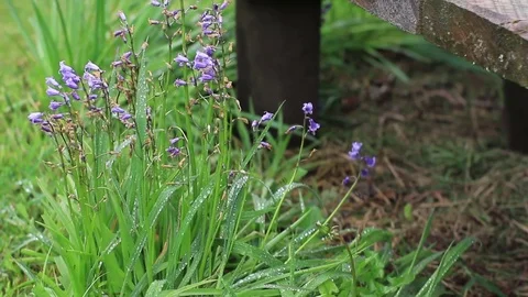 Flower with water drops Stock Footage 77047573