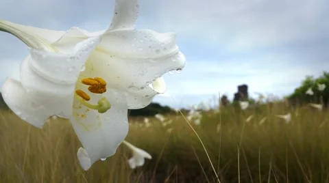 Flower with water drops in grass background Stock Footage 47257023