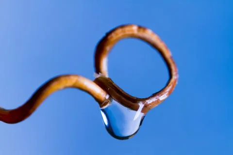 Flower with water drops Stock Photos