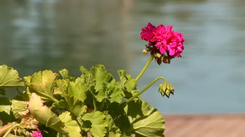 Flower in water Stock Footage 24096834