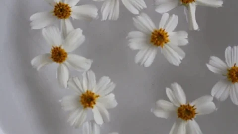Flower in the water Stock Footage 72971569
