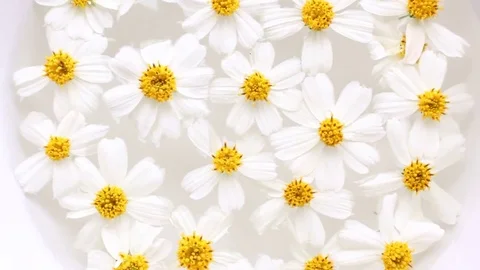 Flower in the water Stock-Footage 72971586