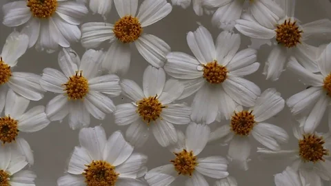 Flower in the water Stock Footage 72971605