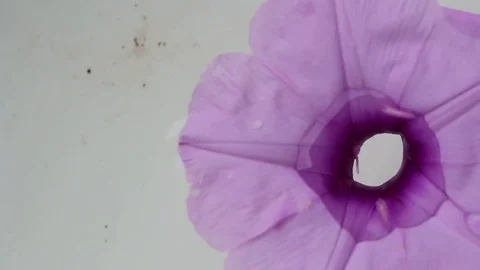 Flower in the water Stock Footage 72971638