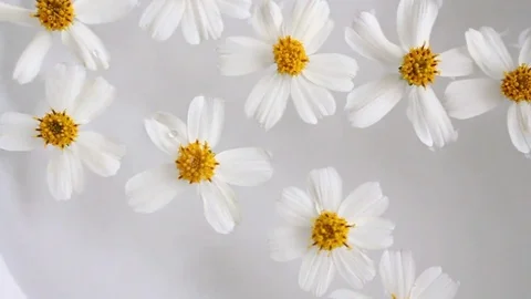 Flower in the water Stock Footage 72971640