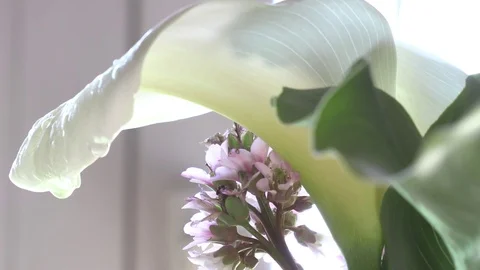 Flower water Stock Footage 107070759